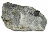 Red Embers Garnet in Graphite - Massachusetts #375776-1